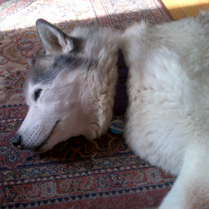 Husky lying on the carpet